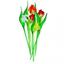 Цветок Тюльпан - вид 1