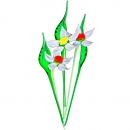 Цветок Нарцисса - вид 1