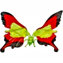Бабочка хвостатая - Вид 4