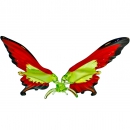 Бабочка хвостатая - Вид 2